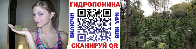 Шишки марихуана индика  наркотики  Никольск 